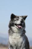 AKITA INU 219